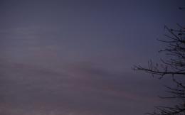 Sky Tree Picture